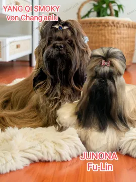 Shih Tzu piękny szczeniaczek po przebadanych rodzicach., , Bydgoszcz