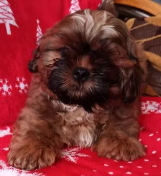 Shih Tzu piękny szczeniaczek po przebadanych rodzicach., , Bydgoszcz