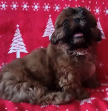 Shih Tzu piękny szczeniaczek po przebadanych rodzicach., , Bydgoszcz