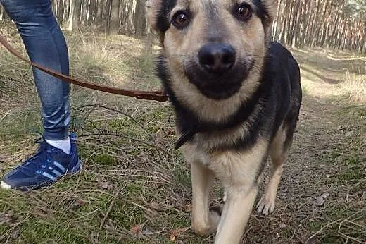 Morgan- młodypsiak do adopcji,  łódzkie Łódź