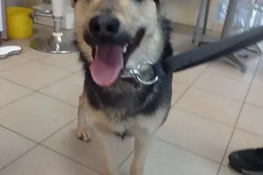 Morgan- młodypsiak do adopcji,  łódzkie Łódź