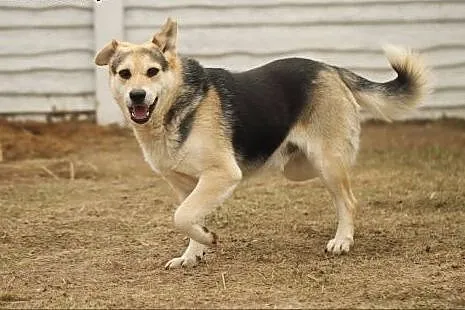 Nelson do adopcji!,  mazowieckie Warszawa