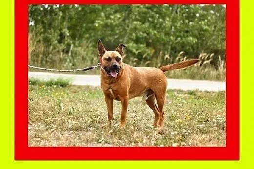 Energiczny,ruchliwy,przyjazny w stosunku do ludzi,