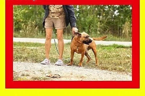 Energiczny,ruchliwy,przyjazny w stosunku do ludzi,