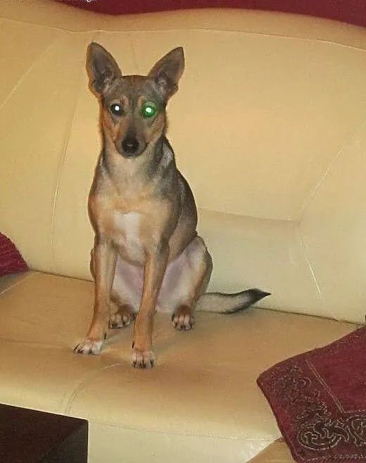 Malusia suczka szuka domu., mazowieckie Ciechanów
