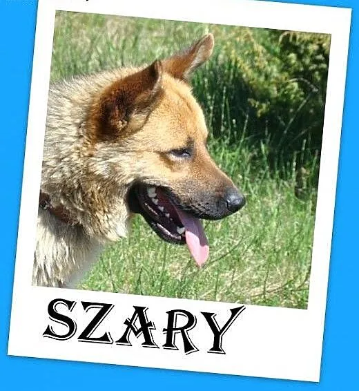 Owczarek mix,duży,przyjazny,kontaktowy,czujny pies