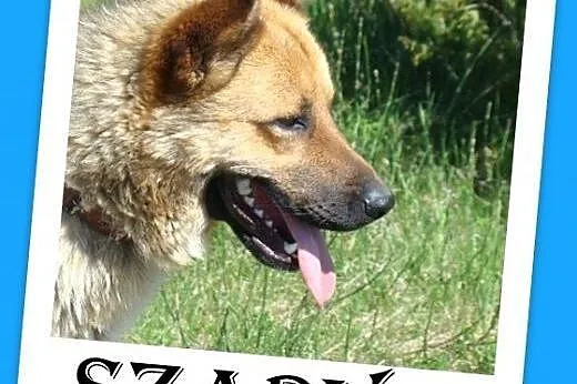 Owczarek mix,duży,przyjazny,kontaktowy,czujny pies