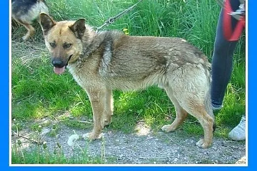 Owczarek mix,duży,przyjazny,kontaktowy,czujny pies