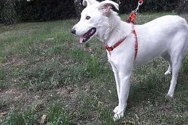 Szczeniak w typie owczarka australijskiego!, lubelskie Lublin