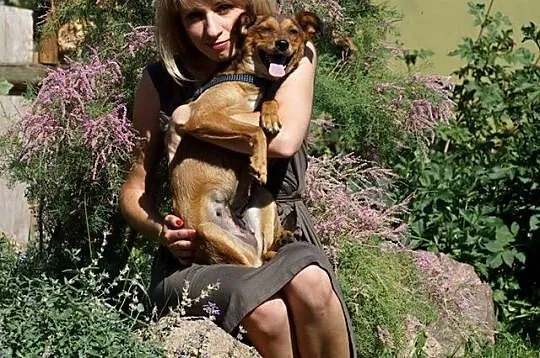 Niewielka, delikatna Mika, IDEALNY pies rodzinny,p