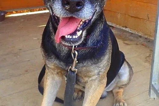 Norton do adopcji,  mazowieckie Warszawa