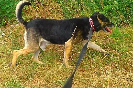 Norton do adopcji,  mazowieckie Warszawa