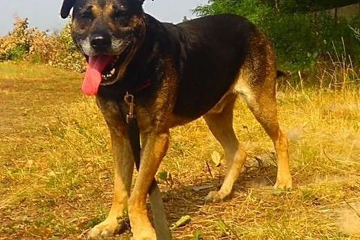 Norton do adopcji,  mazowieckie Warszawa