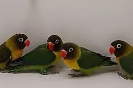 Papużki nierozłączki papugi czarnogłowe, Żędowice