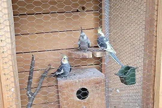 Pieknę Nimfy