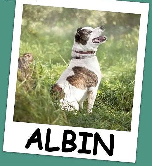Amstaff mix dla doświadczonych,kontaktowy pies ALB