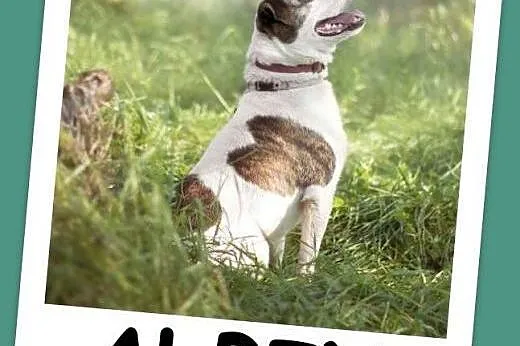 Amstaff mix dla doświadczonych,kontaktowy pies ALB