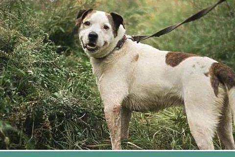 Amstaff mix dla doświadczonych,kontaktowy pies ALB