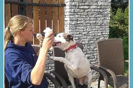 Amstaff mix dla doświadczonych,kontaktowy pies ALB