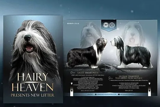 Bearded Collie FCI - szczenięta