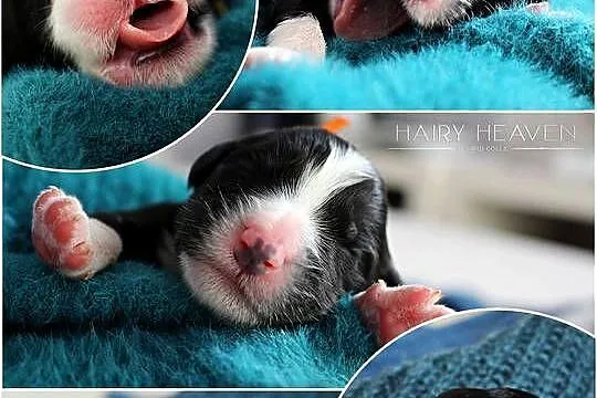 Bearded Collie FCI - szczenięta, Wielkopolskie, Kalisz