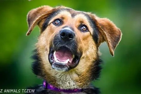 OTOZ Animals - Liza - kochana, całuśna owczarkowat