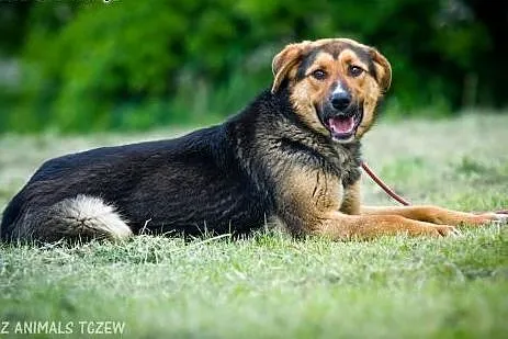 OTOZ Animals - Liza - kochana, całuśna owczarkowat