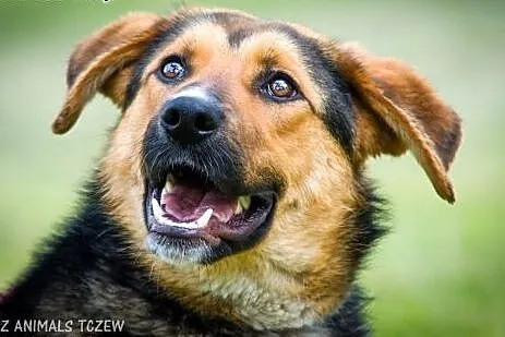 OTOZ Animals - Liza - kochana, całuśna owczarkowat
