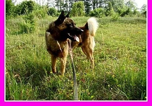 Szpic mix, średni,zrównoważonyłagodny,przyjazny pi