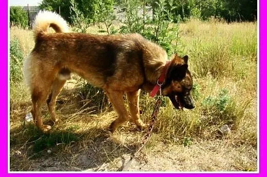 Szpic mix, średni,zrównoważonyłagodny,przyjazny pi
