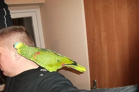 Amazonka Niebieskoczelna Oswojona