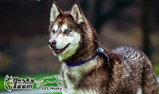 Luna, sunia husky prosi o dom, mazowieckie Warsza