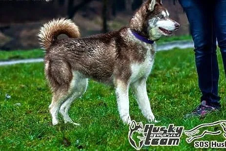 Luna, sunia husky prosi o dom,  mazowieckie Warsza