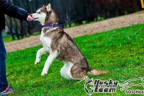 Luna, sunia husky prosi o dom,  mazowieckie Warsza