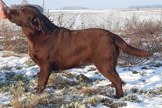 Labrador czekoladowa suczka ZKwP/FCI, Chotów