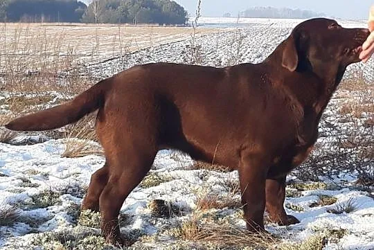 Labrador czekoladowa suczka ZKwP/FCI, Chotów