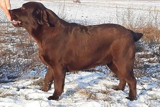 Labrador czekoladowa suczka ZKwP/FCI, Chotów