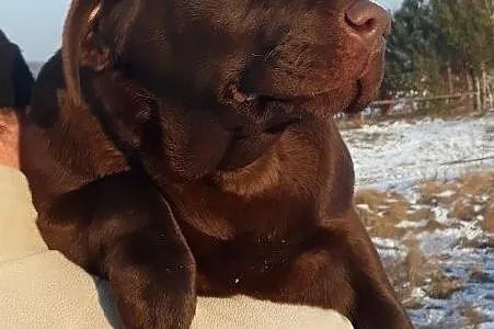 Labrador czekoladowa suczka ZKwP/FCI, Chotów