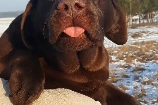 labrador czekoladowa suczka ZKwP/FCI, , Chotów