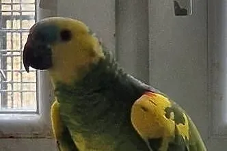 Papuga Amazonka Xanthopteryx, Małopolskie, Kęty