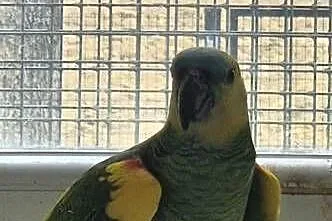 Papuga Amazonka Xanthopteryx, Małopolskie, Kęty