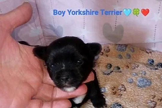 Zapraszam do rezerwacji szczeniąt Yorkshire Terrier