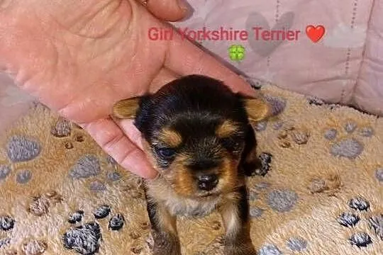 Zapraszam do rezerwacji szczeniąt Yorkshire Terrier, Zachodniopomorskie, Grzybno