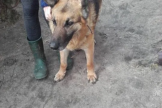 Kochający ludzi OWCZAREK Szarik szuka domu!