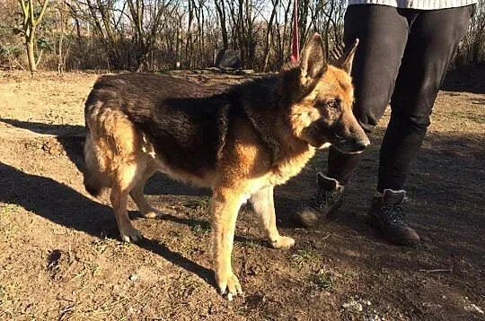Kochający ludzi OWCZAREK Szarik szuka domu!