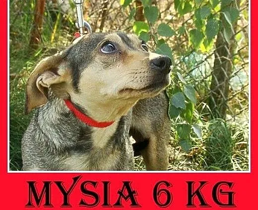 6 kg,mała,łagodna,delikatna,grzeczna suczka MYSIA.
