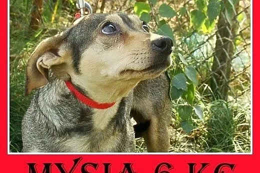 6 kg,mała,łagodna,delikatna,grzeczna suczka MYSIA.