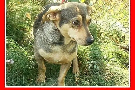6 kg,mała,łagodna,delikatna,grzeczna suczka MYSIA.