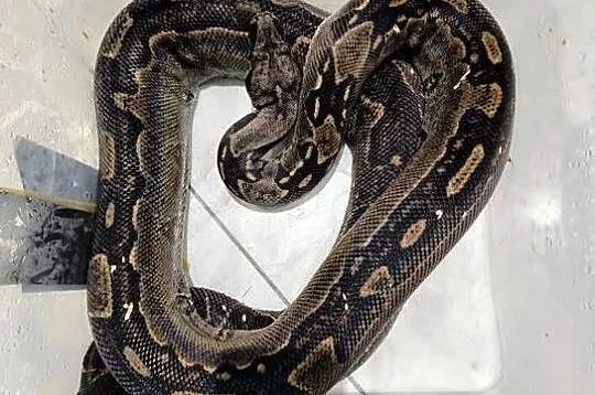 Boa cesarski, Małopolskie, Chrzanów