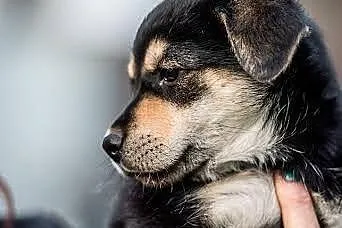 Słodka sunieczka do adopcji,  mazowieckie Warszawa